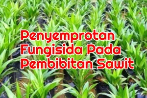 Penyemprotan Fungisida Pada Persemian Kelapa Sawit