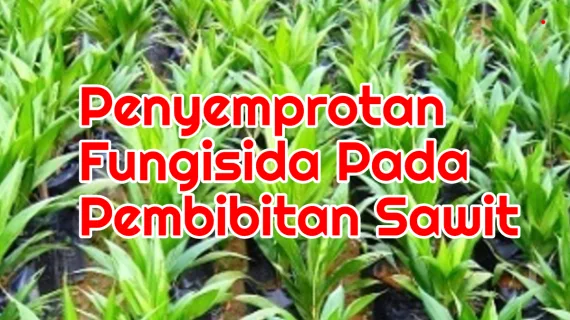 Penyemprotan Fungisida Pada Persemian Kelapa Sawit