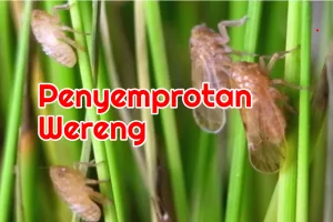 Cara Mengatasi Hama Wereng Pada Tanaman Padi