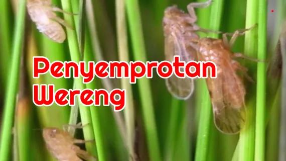Cara Mengatasi Hama Wereng Pada Tanaman Padi