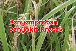 Tanaman Padi Terkena Penyakit Kresek, Disemprot Apa ?