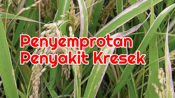 Tanaman Padi Terkena Penyakit Kresek, Disemprot Apa ?