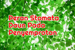 Lupakan Peranan Stomata Pada Waktu Penyemprotan Pestisida, Ini Sebabnya!