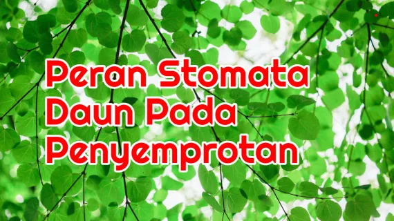 Peran Stomata Daun Penyemprotan