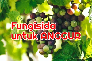 Musim Hujan Waspadai Penyakit ini Pada Tanaman Angggur