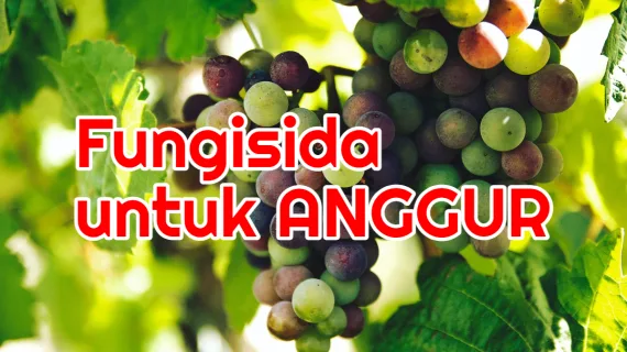 Semprot Fungisida Anggur