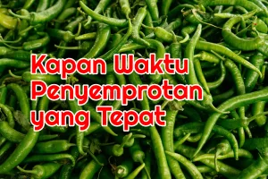 Jangan Menyemprot Pada Saat Cuaca Panas Dan Kering.  Ini Akibatnya.