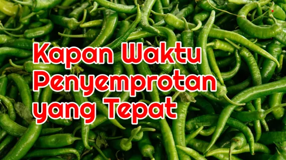 Jangan Menyemprot Pada Saat Cuaca Panas Dan Kering.  Ini Akibatnya.