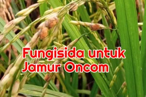 Jamur Oncom (Ostilago) Disemprot Fungisida Apa?