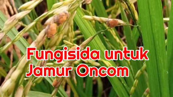 Jamur Oncom (Ostilago) Disemprot Fungisida Apa?