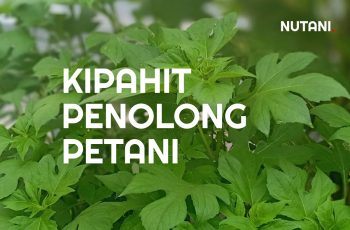 Kipahit, Tanaman Pengganggu (Gulma) yang Banyak Membantu Petani