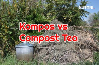 Apa Perbedaan Antara Kompos Tea (Compost Tea) dengan Kompos