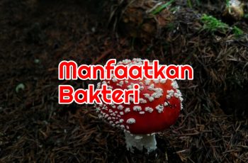 Manfaatkan Bakteri Agar Pupuk Kimia Lebih Cepat Diserap Tanaman