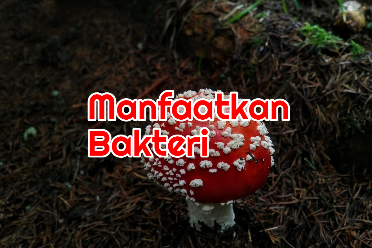 Manfaatkan Bakteri Agar Pupuk Kimia Lebih Cepat Diserap Tanaman