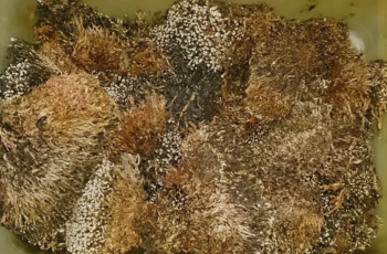 Penggunaan Pupuk Organik dalam Pertanian untuk Meningkatkan Kualitas Tanah
