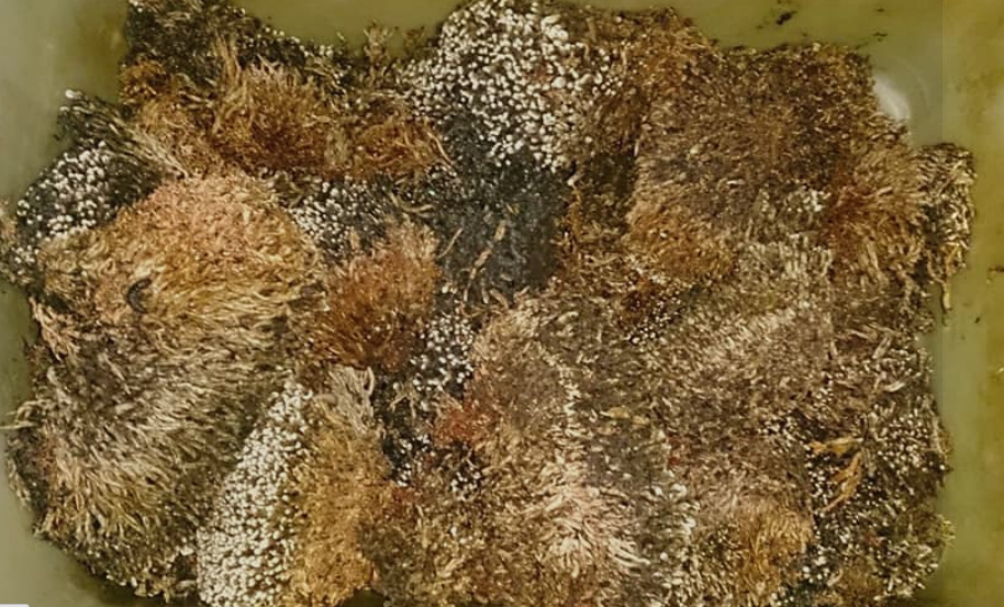 Penggunaan Pupuk Organik dalam Pertanian untuk Meningkatkan Kualitas Tanah