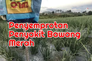 Fungisida untuk Penyemprotan Penyakit Bawang Merah