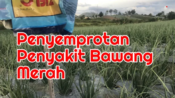 penyemprotan bawang merah
