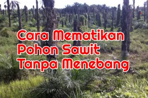 Cara Mematikan Pohon Kelapa Sawit Tanpa Menebang