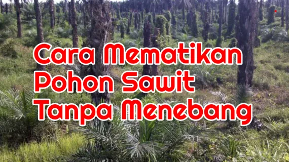 Cara Mematikan Pohon Kelapa Sawit Tanpa Menebang