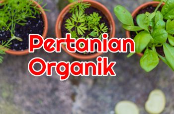 Apa itu Pertanian Organik?