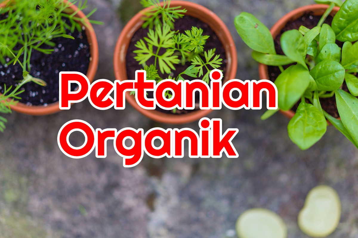 Apa itu Pertanian Organik?