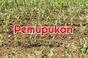 Bagaimana Cara Pemupukan Yang Baik Dan Benar