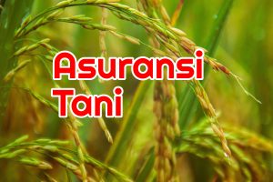 Apa Itu Asuransi Usaha Tani ?