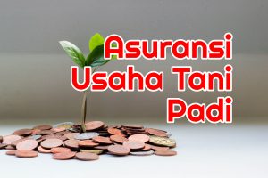 Cukup Bayar 36 Ribu dapat 6 Juta Rupiah: Asuransi Usaha Tani Padi