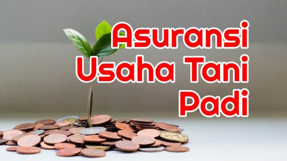 Cukup Bayar 36 Ribu dapat 6 Juta Rupiah: Asuransi Usaha Tani Padi
