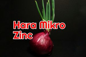 Peranan Unsur Mikro Zinc atau Seng Pada Tanaman