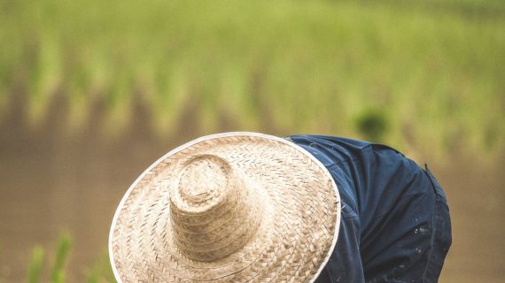Pupuk Langka, ini Alternatif Solusinya