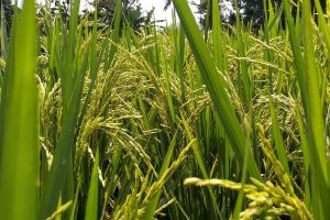 Insektisida Apa Yang Paling Ampuh Untuk Sundep?