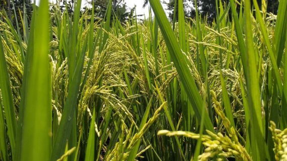 Insektisida Apa Yang Paling Ampuh Untuk Sundep?