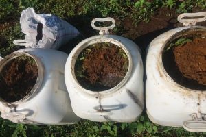 Pupuk Cair Berbahan Gulma Versi Jadam