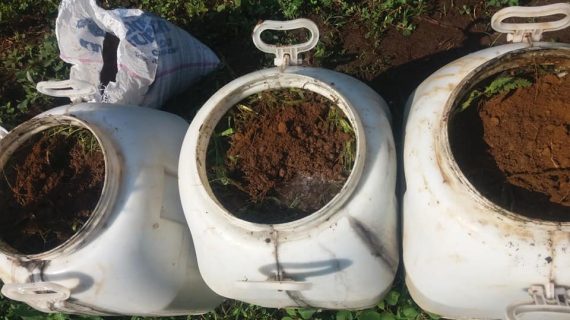 Pupuk Cair Berbahan Gulma Versi Jadam