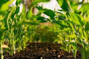 Apa itu biostimulan: Apa Fungsinya Untuk Tanaman?