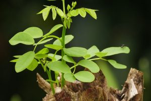 Apa itu Zat Pengatur Tumbuh Tanaman: Auksin, Giberelin, Sitokinin, Etilene, Inhibitor?