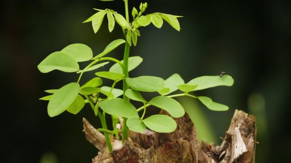 Apa itu Zat Pengatur Tumbuh Tanaman: Auksin, Giberelin, Sitokinin, Etilene, Inhibitor?