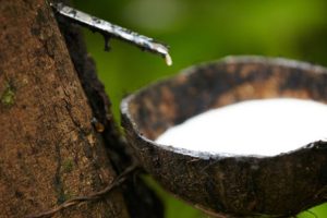 Penyakit Karet Yang Membuat Karet Tidak Mengeluarkan Getah