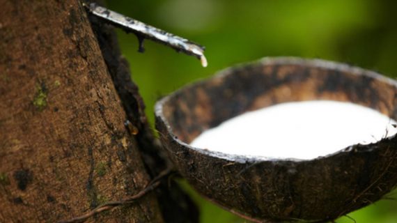 Penyakit Karet Yang Membuat Karet Tidak Mengeluarkan Getah