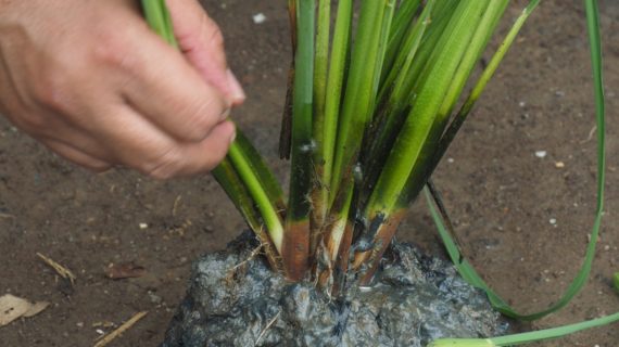 Bagaimana Cara Mengatasi Asem-aseman Pada Tanaman Padi