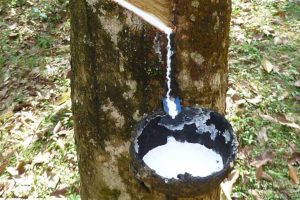 Pengendalian Penyakit Kering Alur Sadap atau Mati Getah Pada Tanaman Karet