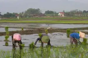 Waktu yang Tepat Penyemprotan Fungisida Score pada Tanaman Padi
