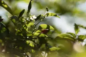 Hama dan Cara Pengendalian Penyakit yang Sering Menyerang Tanaman Cabai
