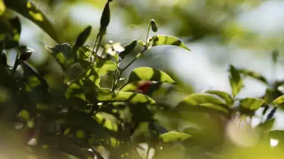 Hama dan Cara Pengendalian Penyakit yang Sering Menyerang Tanaman Cabai