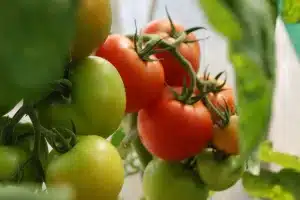 Penggunaan Varietas Unggul Untuk Meningkatkan Produktivitas