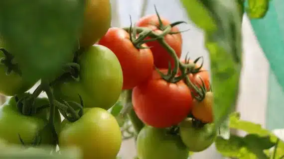 Penggunaan Varietas Unggul Untuk Meningkatkan Produktivitas