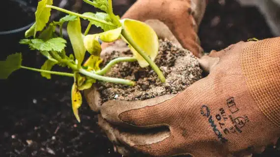 Sistem Pertanian Berkelanjutan: Meningkatkan Kesejahteraan Petani dan Keberlanjutan Lingkungan