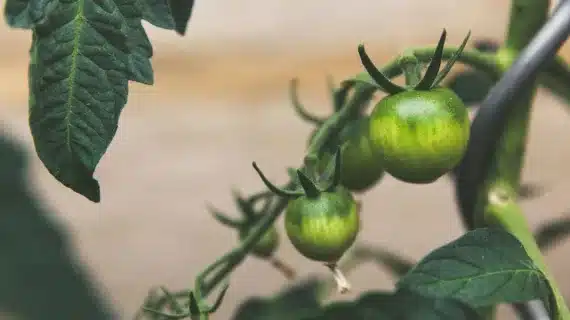 Penggunaan Teknologi Sensor untuk Meningkatkan Pengawasan dan Pengendalian Produksi Pertanian